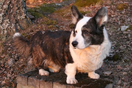 Buugi in the evening's last golden light, March 2025