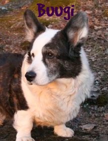 Go to Buugi's memorial page