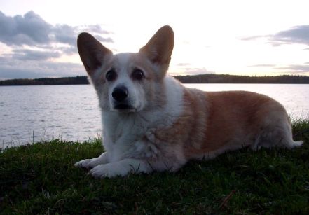 Rassi at Kuuhankavesi (Hankasalmi Finland), Autumn 2005